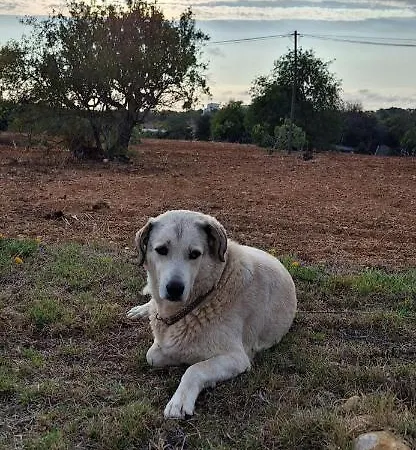 Solar Da Cotovia بيت للعطل البوفيرا