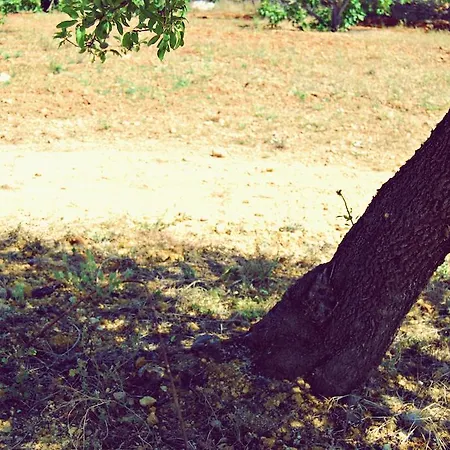 Solar Da Cotovia بيت للعطل