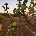 Solar Da Cotovia * 阿尔布费拉