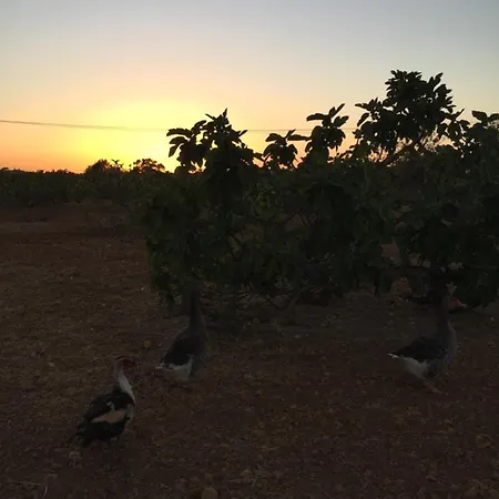 Nyaraló Solar Da Cotovia