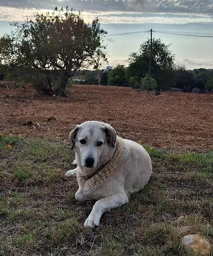 Solar Da Cotovia 別荘 アルブフェイラ